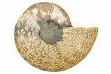 Cut & Polished Ammonite Fossil (Half) - Madagascar #345626-1
